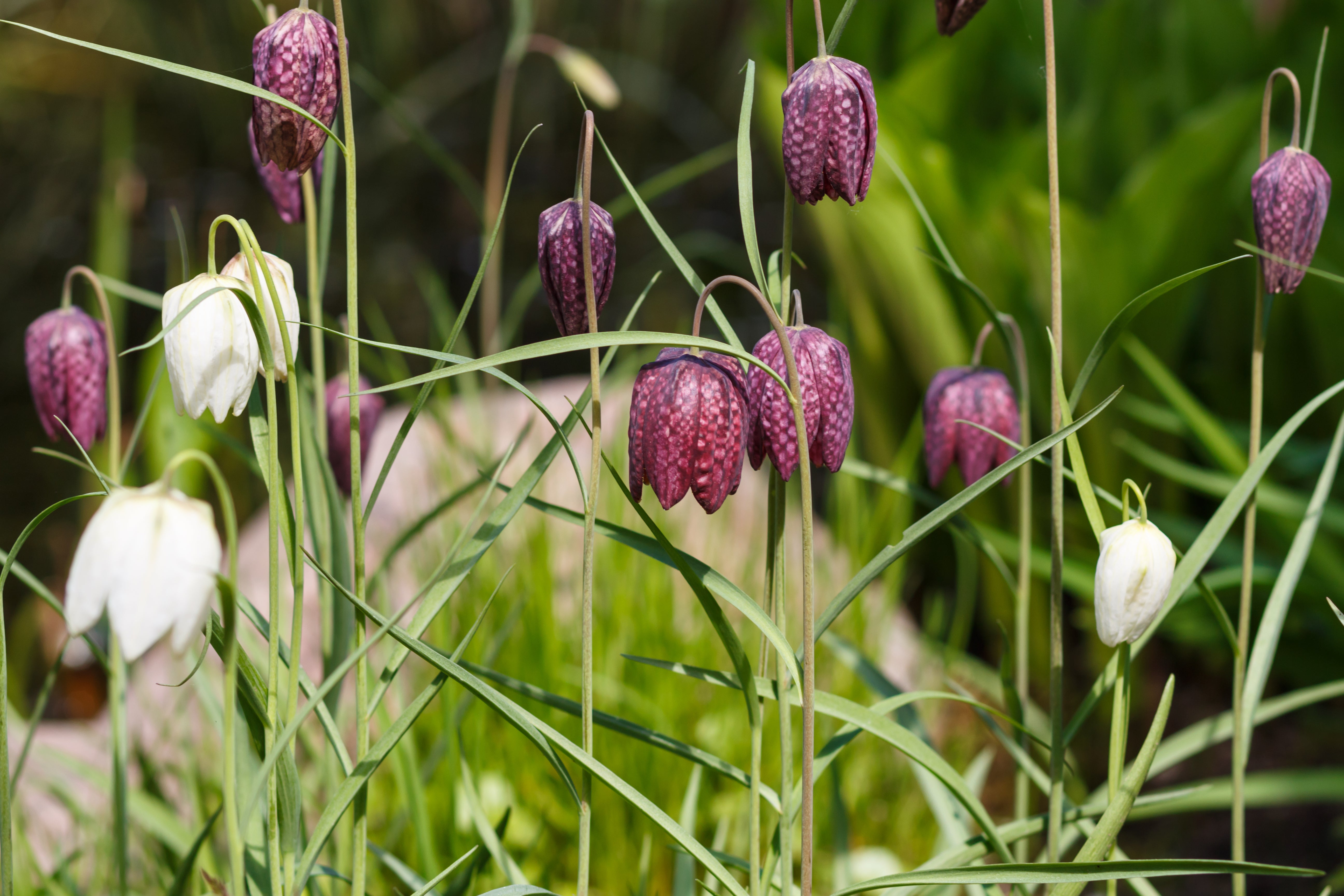 Fritillaria